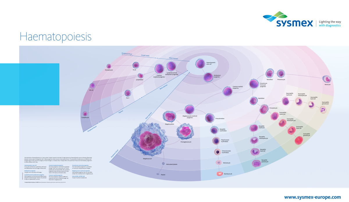 [.ES-pt Spain (portuguese)] Our haematopoiesis poster illustrates the development from the pluripotent stem cell via progenitor and precursor cells in bone marrow, lymph nodes and thymus to the mature blood cells circulating in peripheral blood, using a fresh optical approach.