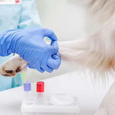 Hematología y sangre animal