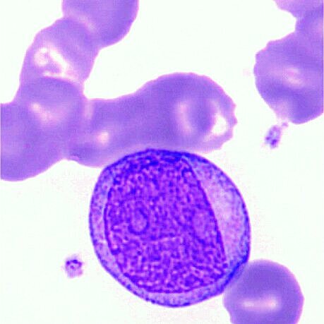 Cell images