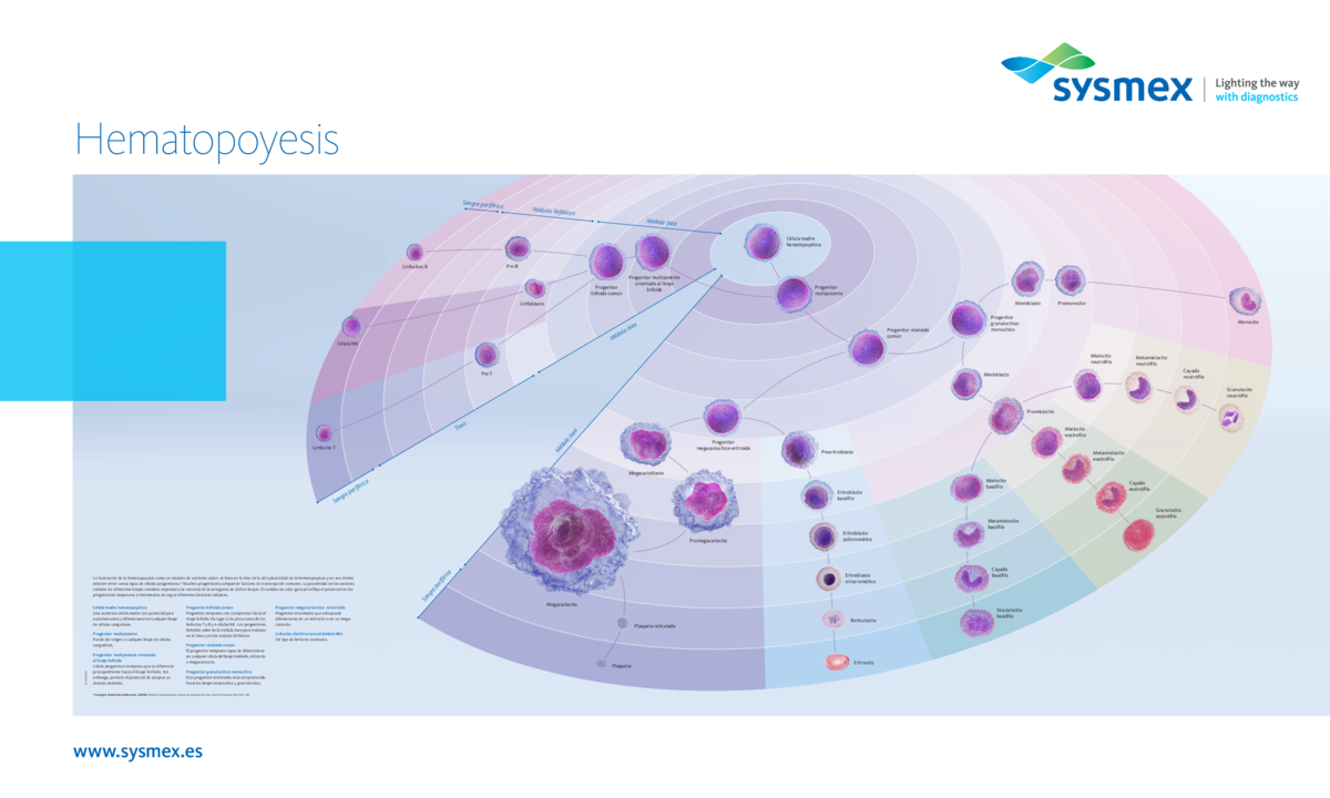 Nuestro póster sobre hematopoyesis ilustra el desarrollo desde la célula madre pluripotente, pasando por las células progenitoras y precursoras de la médula ósea, los ganglios linfáticos y el timo, hasta las células sanguíneas maduras que circulan en la sangre periférica, utilizando un nuevo enfoque óptico.