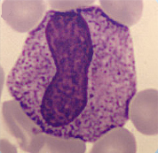 Metamyelocyte